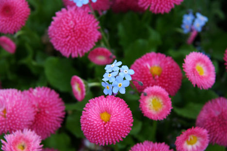 flori de primavara (5)