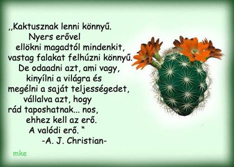 Kaktusznak lenni  könnyű...