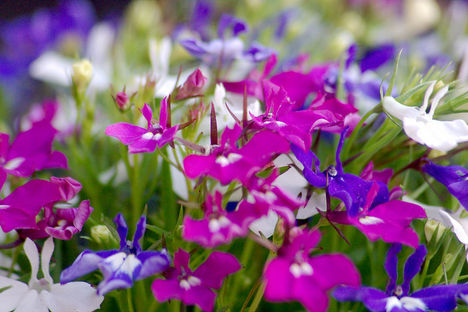 lobelia
