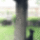 Mokus_es_a_kutyagif_1997735_3049_t
