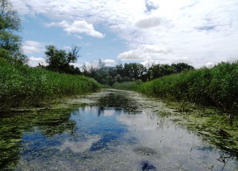 Szigetköz, Öregszigeti belső tó, Kisbodak 2016. július 14.-én 6