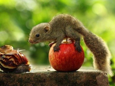 El ne lopd az almám!