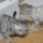 Leghulyebb_allatokcica_fogsagbangif_1998204_5236_t