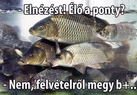 lő a ponty!