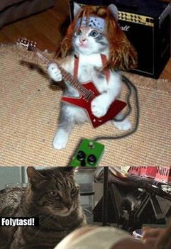 Rock cica!
