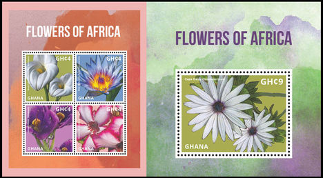 Afrikai virágok