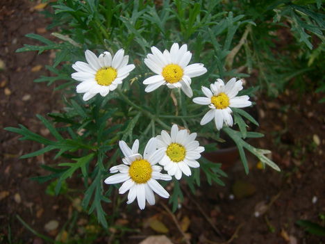 2009.3