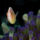 43_1099370_2887_t
