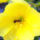 5223465_41963820ea9ee3c03d0b03fa43a4c05d_xl_1990747_6940_t