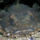 52_1099390_5244_t
