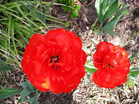 a piros tulipán mégegyszer