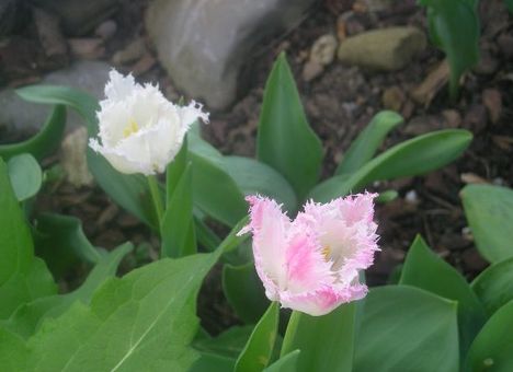 a rongyos tulipánjaim