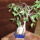 Bonsai_facskam_199364_52178_t