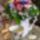 Csodas_ebredest_kivanok_1990891_5604_t