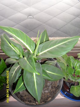 dieffenbachia