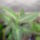 Dieffenbachia-001_1099514_8705_t