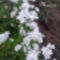 Fehér tatárvirág