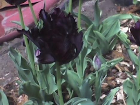fekete tulipánok 2