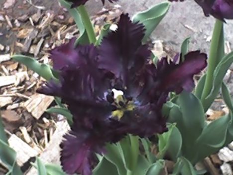 fekete tulipánok 3