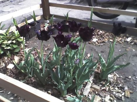 fekete tulipánok 4