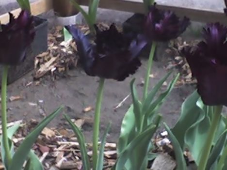 fekete tulipánok 5