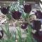 fekete tulipánok 6