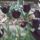 Fekete_tulipanok_6_199233_47473_t