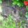 Frances_es_a_tulipanok_199522_60282_t