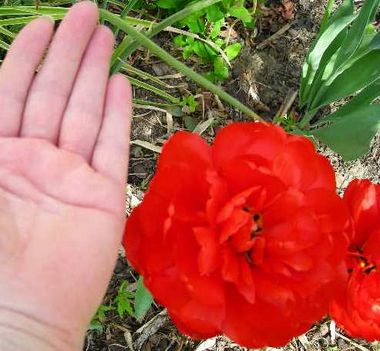 hatalmas piros szépség--tulipán
