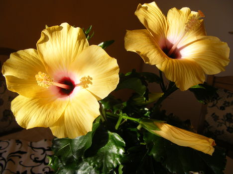 Hibiscus