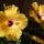 Hibiscus03-001_1099798_8117_t