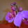 Kep_017_1099461_5982_t