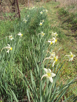 kertünkből 2011