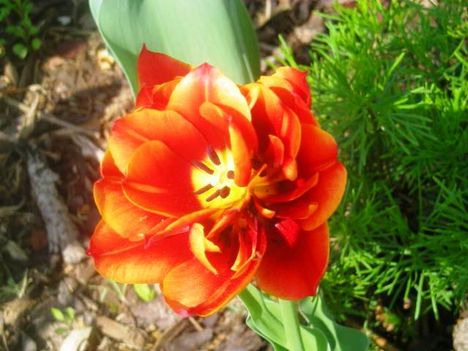 Mégegy tulipán