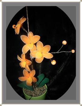  orchidea 