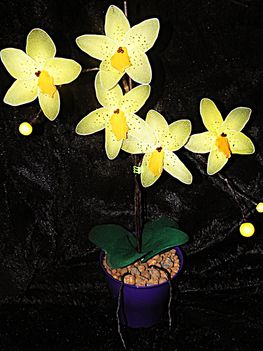  orchidea