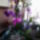 Orchidea-010_1909486_3778_t