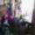 Orchidea-012_1909495_7631_t