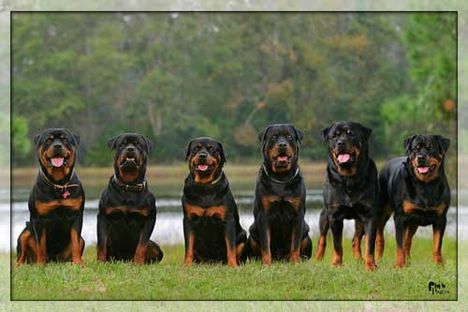 Rottweiler család