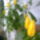 Sárga nyalókavirág (Pachystachys lutea)