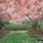 Tavasz_1099890_9415_t