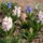 Tavasz_2011-013_1099556_1600_t