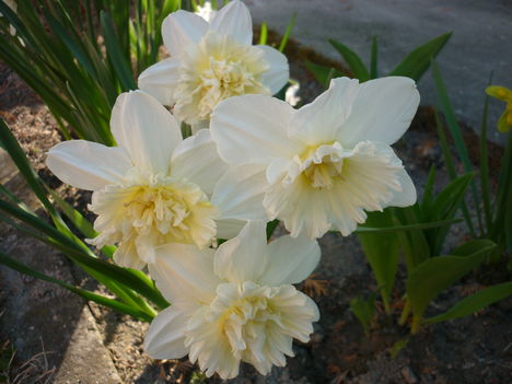 Tavaszi virágaim 2011-ben