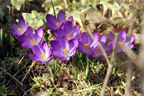 Tavaszi virágok-0152