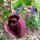 Tulipan-001_199748_45004_t