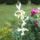 Viragok_1-027_1990128_6478_t