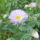 Viragok_10-020_1990137_3119_t