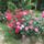 Viragok_11-017_1990138_2845_t