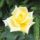Viragok_9-019_1990136_9128_t