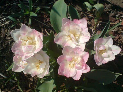 duplaszirmú tulipánok